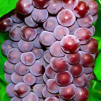 Виноград красный "Свенсон Ред" (кишмиш, средний срок созревания) - фото 2