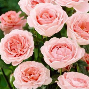 Роза флорибунда нежно-розовая "Мария Тереза" (саженец класса АА+) высший сорт - фото 3