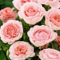 Роза флорибунда нежно-розовая "Мария Тереза" (саженец класса АА+) высший сорт