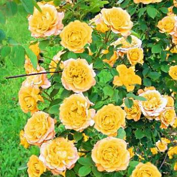 Роза плетистая желтая "Римоза" (саженец класса АА+) высший сорт - фото 2