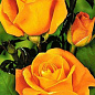 Роза чайно-гибридная желтая "Керио" (саженец класса АА+) высший сорт