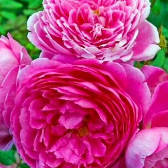 Эксклюзив! Роза английская ярко-розовая "Агат" (Agate) (саженец класса АА+, премиальный, очень ароматный сорт) - фото 2