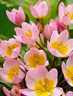 Тюльпан "Lilac Wonder"10