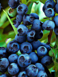 Эксклюзив! Голубика синяя "Топаз" (Topaz) (белорусская селекция, высокоурожайный сорт)4
