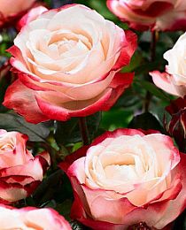 Роза чайно-гибридная Ностальгия бело-красная (саженец класса АА+) высший сорт
