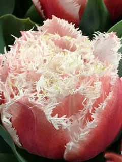 Тюльпан "Queensland"7