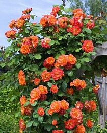 Роза плетистая красно-оранжевая "Алоха" (Aloha)  (саженец класса АА+) высший сорт