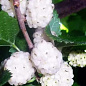 Шелковица белая "Невеста" (среднего срока созревания, зимостойкий, засухоустойчивый и жаростойкий сорт)