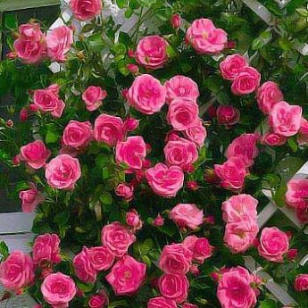 Роза плетистая розовая "Розариум Ютерсен" (саженец класса АА+) высший сорт - фото 2