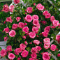 Роза плетистая розовая "Розариум Ютерсен" (саженец класса АА+) высший сорт