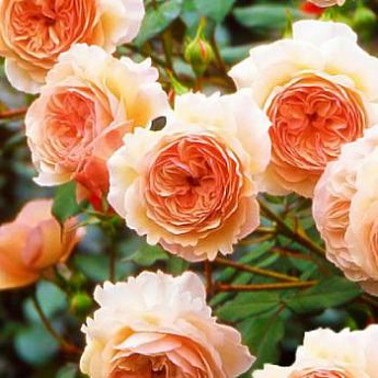 Роза английская персиковая "Э шропшир" (саженец класса АА+) высший сорт - фото 2