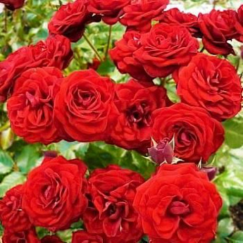 Роза спрей красно-малиновая "Таманго" (саженец класса АА+) высший сорт - фото 2