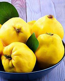 Айва яблоковидная лимонно-жёлтая "Медаль"(поздний срок созревания)