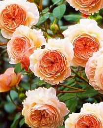 Роза английская Э Шропшир персиковая (саженец класса АА+) высший сорт