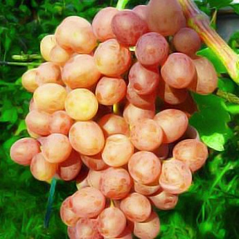 Виноград розовый "Находка" (кишмиш, средний срок созревания) - фото 2
