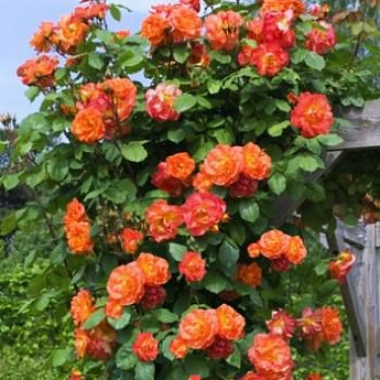Роза плетистая красно-оранжевая "Алоха" (Aloha)  (саженец класса АА+) высший сорт - фото 2