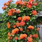 Роза плетистая красно-оранжевая "Алоха" (Aloha)  (саженец класса АА+) высший сорт