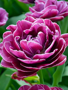 Тюльпан "Lilac Perfection" 1