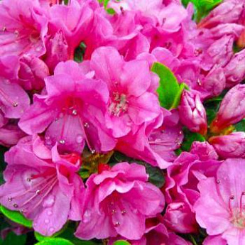 Рододендрон азалия розовая "Кармезина Роуз" (Kermesina) (контейнер p9) - фото 2