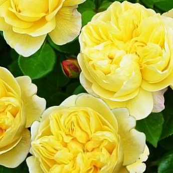 Роза английская желтая "Чарльз Дарвин" (саженец класса АА+) высший сорт - фото 3
