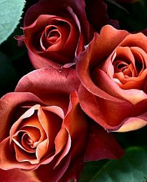 Роза чайно-гибридная Кофе Брейк коричневая (саженец класса АА+) высший сорт