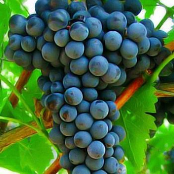 Виноград темно-синий "Триумф" (столовый сорт, ранний срок созревания) - фото 2