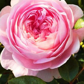 Роза английская розовая "Антик" (Antike) (саженец класса АА+) высший сорт - фото 2