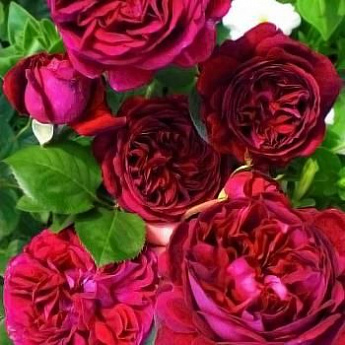 Роза английская пурпурная "Фальстаф" (саженец класса АА+) высший сорт - фото 2