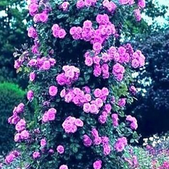 Роза плетистая насыщенно фиолетовая "Виолет Парфюм" (саженец класса АА+) высший сорт  - фото 3