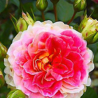 Роза шраб розово-белая "Цезарь" (саженец класса АА+) высший сорт - фото 2