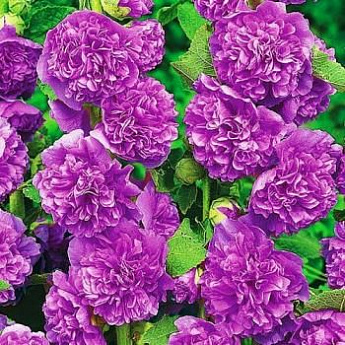 Шток-роза "Виолет" 0,1г ТМ Поиск - фото 2