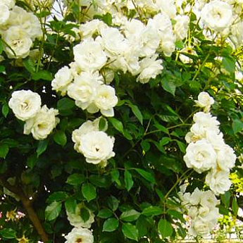 Роза плетистая нежно-белая "Айсберг" (саженец класса АА+) высший сорт  - фото 2