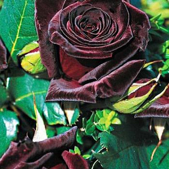 Роза чайно-гибридная черно-красная "Блек баккара" (саженец класса АА+) высший сорт - фото 4