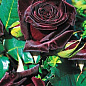 Роза чайно-гибридная черно-красная "Блек баккара" (саженец класса АА+) высший сорт