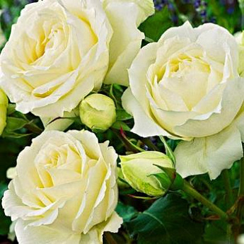 Роза чайно-гибридная белая "Боинг" (саженец класса АА+) высший сорт - фото 2