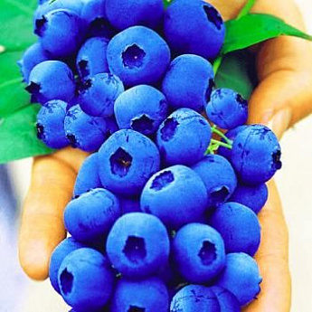 Голубика нежно-синяя (садовая черника) "Гурон" (среднего срока созревания) - фото 2