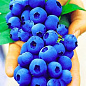 Голубика нежно-синяя (садовая черника) "Гурон" (среднего срока созревания)