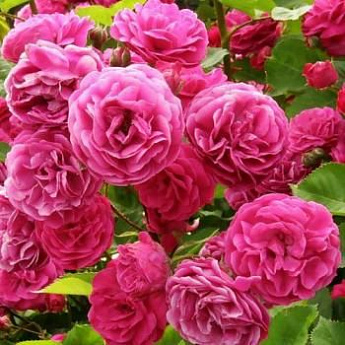 Роза флорибунда ярко-розовая "Леонардо да Винчи" (саженец класса АА+) высший сорт - фото 3
