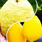 Лимон, комплект из 2-х сортов "Тропический сад" (Tropical garden) 2шт саженцев