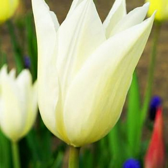 Тюльпан лилиецветный "Уайт Триумфатор" (White Triumphator) 3шт в упаковке (размер 10\11) - фото 2