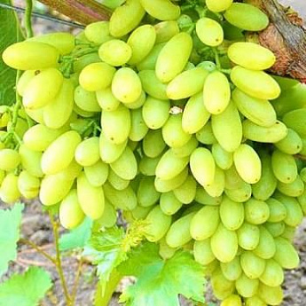 Виноград зеленый "Тимур" (столовый сорт, ранний срок созревания) - фото 2