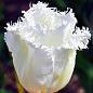 Тюльпан бахромчатый "Ханимун" (Honeymoon) 3шт в упаковке (размер 11/12)