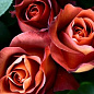 Роза чайно-гибридная коричневая "Кофе брейк" (саженец класса АА+) высший сорт
