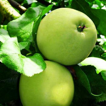 Эксклюзив! Яблоня светло-зеленая "Изумруд" (Emerald) (премиальный морозостойкий сорт) - фото 2