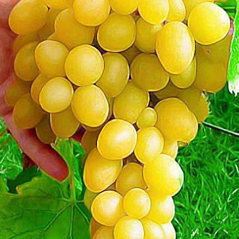 Виноград светло-желтый "Лора" (столовый сорт, средний срок созревания) - фото 2
