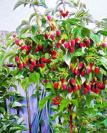 Малина (малиновое дерево) красное "Таруса" (ремонтантный сорт, ранний срок созревания) (корневая окс)