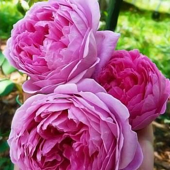 Роза английская розовая "Алан Тичмарш" (саженец класса АА+) высший сорт - фото 2
