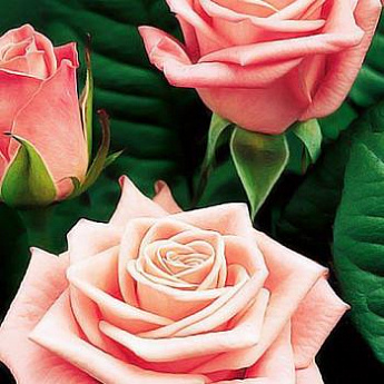 Роза парковая нежно-розовая "Фредерик Мистраль" (саженец класса АА+) высший сорт - фото 2