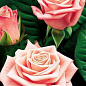 Роза парковая нежно-розовая "Фредерик Мистраль" (саженец класса АА+) высший сорт