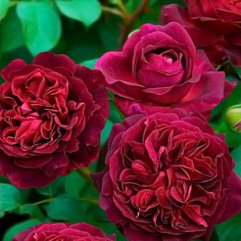 Роза английская алая "Манстед Вуд" (саженец класса АА+) высший сорт - фото 2